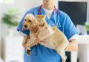 How to keep your pet calm at the vet