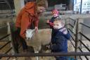 Young handlers Harry and Isla begin grooming for the show