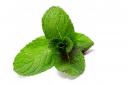 A fresh look at the refreshing taste of mint