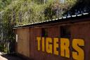 WG300513..Tiger attack at South Lakes Animal Park...Owner David Gill..