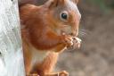 RISE IN NUMBERS: The red squirrel is doing well in the south Lakes