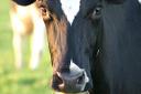 Dairy farming helps provide trade for countless other businesses in our region
