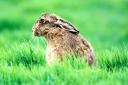 A brown hare in the Dales taken from www.natureinthedales.org.uk
