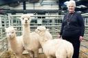 Pat Bentley with three of her alpaca herd