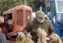 Show regular Andy Britton with his pack of Wirehaired Vizslas