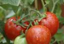 Take a fresh look at the humble tomato