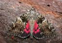 A Light Crimson Underwing moth.