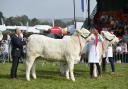 The Westmorland County Show is to take place in September