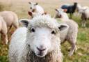 The open forum will talk about the future of sheep farming