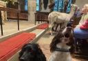 Dogs, cats and alpacas joined in with a church service in Sedbergh