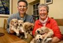Paul and Elaine Nelson, of Grasmere, with the golden retriever puppies