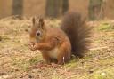 Red squirrels are back in Troutbeck