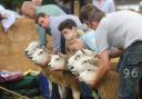 Sheep being shown
