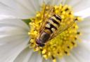 North Pennines AONB wants close-up insect photos for National Insect Week