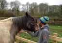 A refugee from Lancaster enjoys a visit to Meditate With Horses in High Bentham