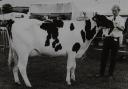 Westmorland County Show 1994 dairy champion winner W. Garnett of Milnthorpe