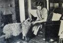 TODAY'S PHOTO FROM THE GAZETTE ARCHIVES: Pet lamb does the rounds in Endmoor in 1950
