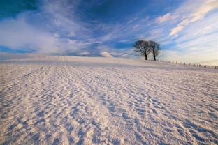 Snowy trees taken by Teresa Hill.