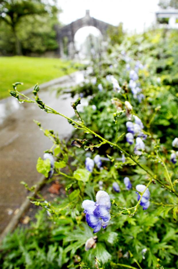 Monkshood Flowers on Poisonous Flowers Were Planted In Kendal Park  From The Westmorland