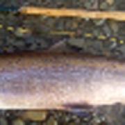 The ‘monster’ salmon hooked in the Lune