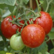 Take a fresh look at the humble tomato