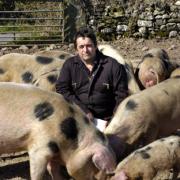 TARGET: Brian Jackson, of Templand Farm, Allithwaite, with his pigs.