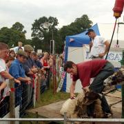 19th July 2003 The Cumberland Show at Rickerby Park. Sheep shearing demonstration at a mini farm in the stock area of the showground  JONATHAN BECKER.