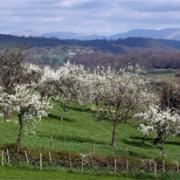 NO EFFECT: The Lyth Valley’s iconic damson trees should survive the change of management strategy without ill effect, says the Westmorland Damson Association.