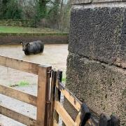 STUCK: The cow fell into a slurry pit