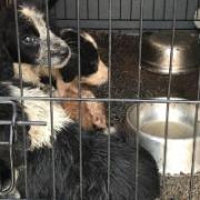 Police seize puppies at horse fair as evidence of illegal puppy selling