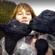 WITCH IS WHICH: Helen Smith, of Oaks Farm, Cartmell Fell, with the twin lambs Black and Magic who were born on Hallowe’en