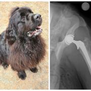 Titch and the xray showing severe hip dysplasia