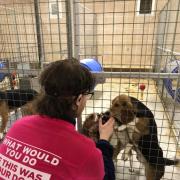 A group of activists from Animal Rebellion freed 18 dogs from Cambridgeshire animal testing breeding facility.