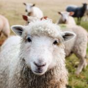 The open forum will talk about the future of sheep farming