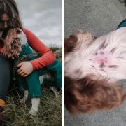 Cam the Cocker Spaniel was attacked by two other dogs in Kendal, with his skin visibly punctured