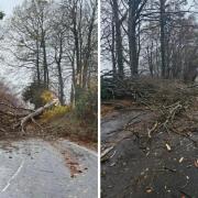 Many trees were blown over in Storm Debi