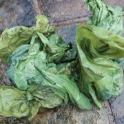 Multiple poo bags have been dumped on a footpath in Beetham