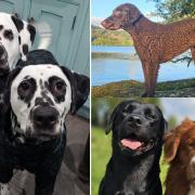Dogs taking part in this year's Crufts.