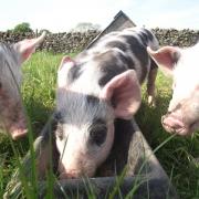 Diamond Jubilee: These little piggies went to Sedgwick...