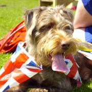 Paddy at celebrates the Jubilee