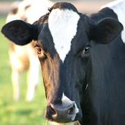 Dairy farming helps provide trade for countless other businesses in our region