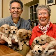 Paul and Elaine Nelson, of Grasmere, with the golden retriever puppies