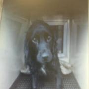 Name that dog! Police launch fun Twitter competition in North Yorkshire