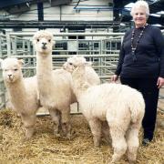 Pat Bentley with three of her alpaca herd
