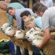 Sheep being shown