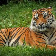 Padang the Sumatran tiger