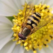 North Pennines AONB wants close-up insect photos for National Insect Week
