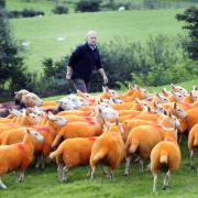 Lakeland farmer Pip Simpson who has resorted to painting his herd of Cheviot ewes orange, in his battle against sheep rustlers.20/09/2016JON GRANGER