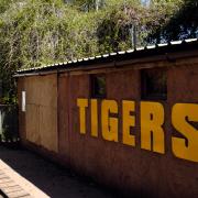 WG300513..Tiger attack at South Lakes Animal Park...Owner David Gill..