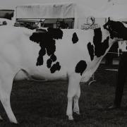 Westmorland County Show 1994 dairy champion winner W. Garnett of Milnthorpe